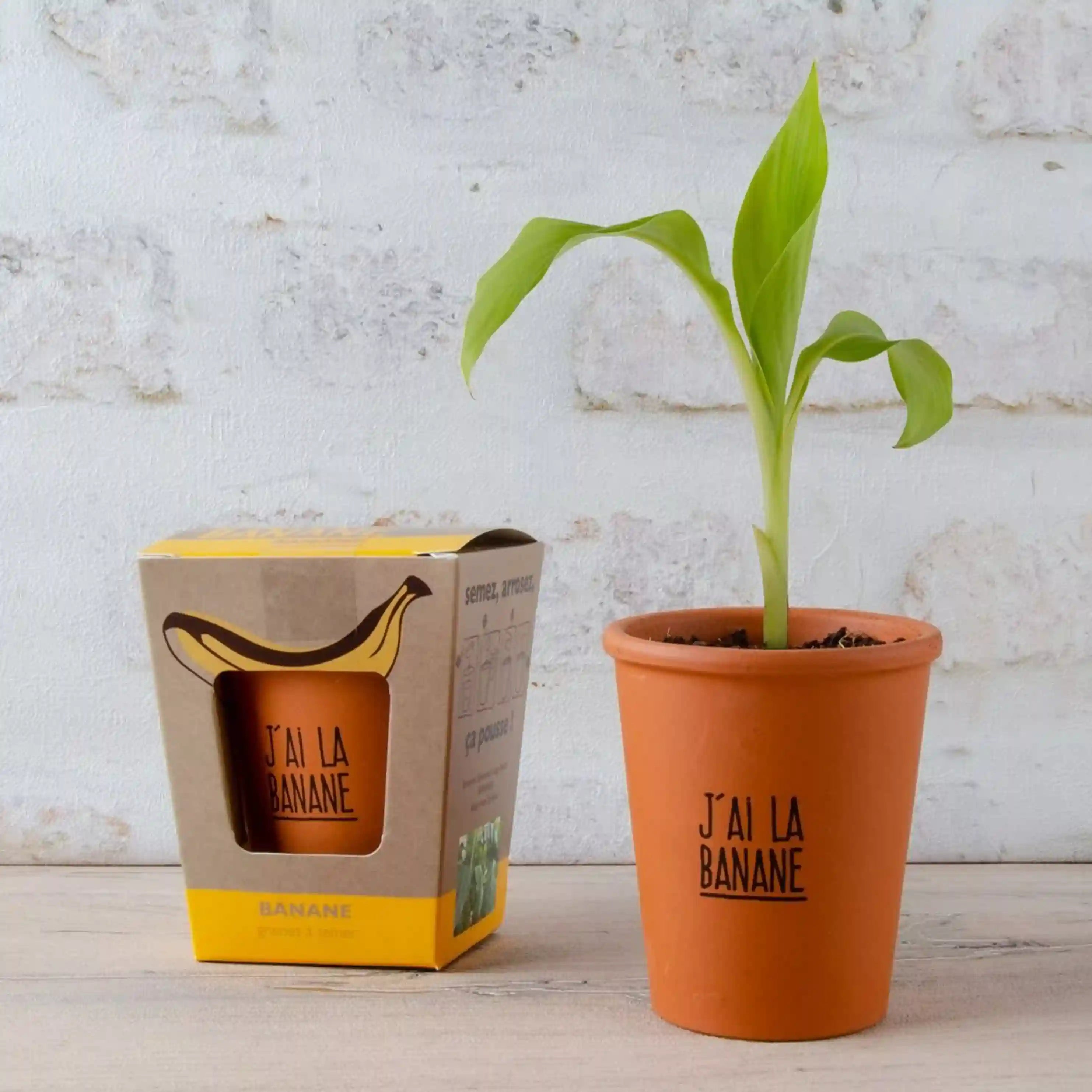 Kit de culture bananier"J'ai la banane"