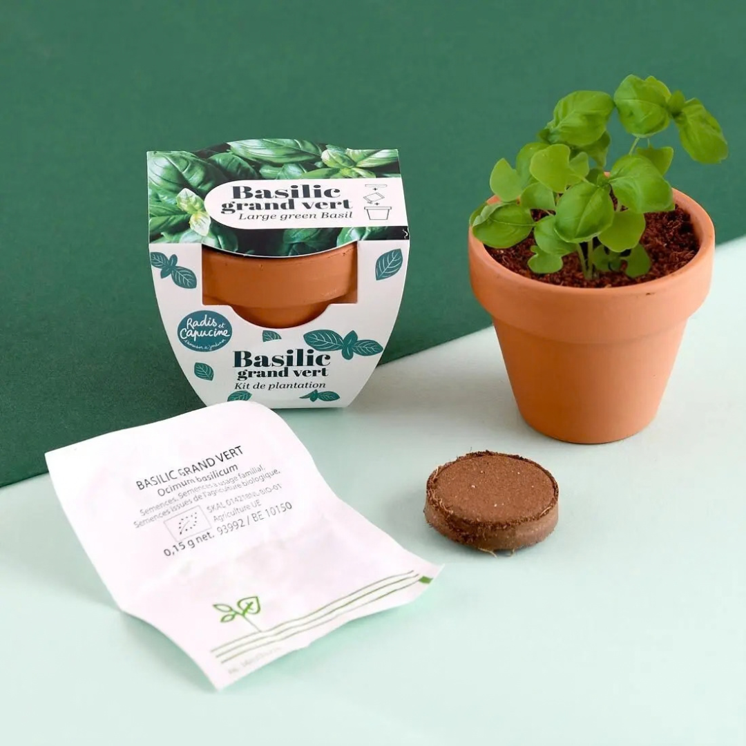 Mini kit de plantation de basilic
