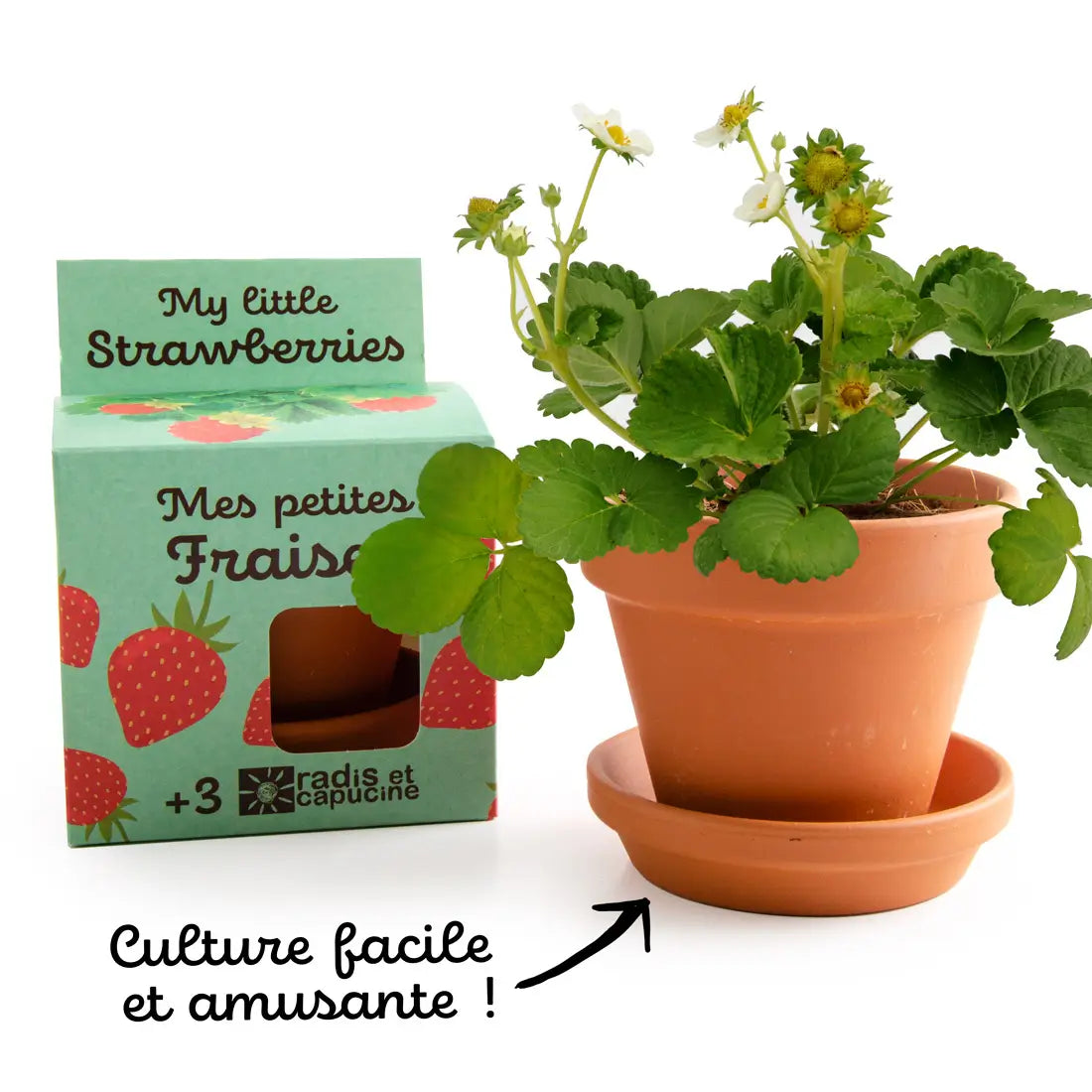 Kit de plantation de fraisier