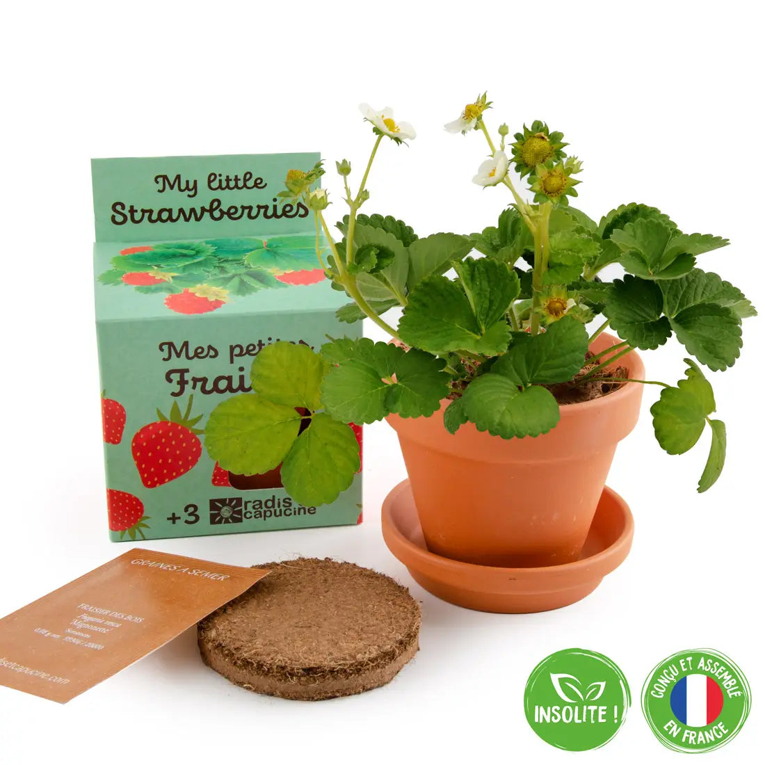 Kit de plantation de fraisier