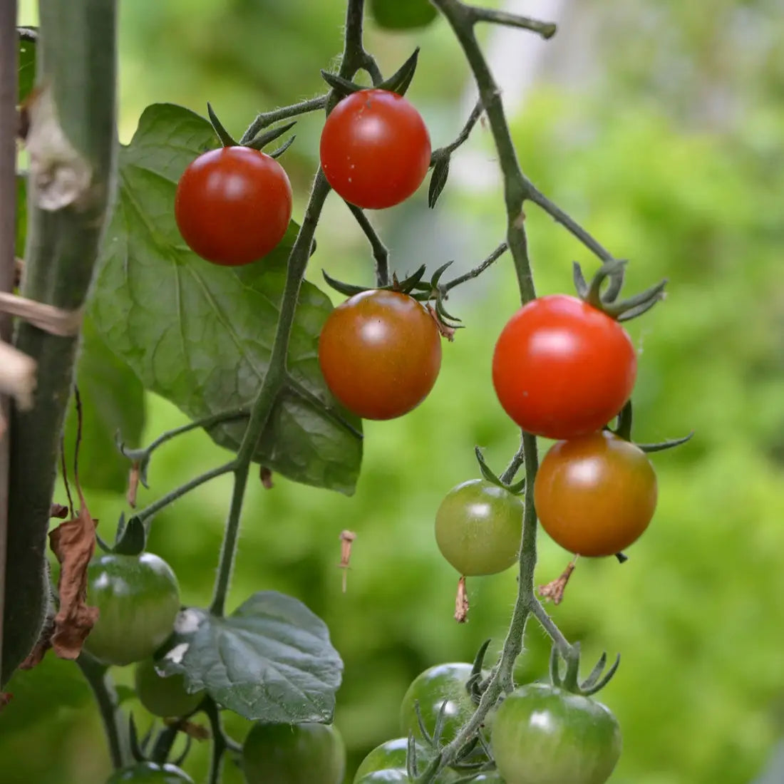 Kit de plantation de tomates bio