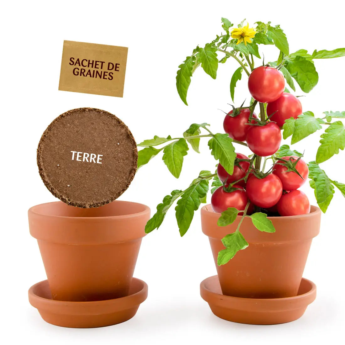 Kit de plantation de tomates bio