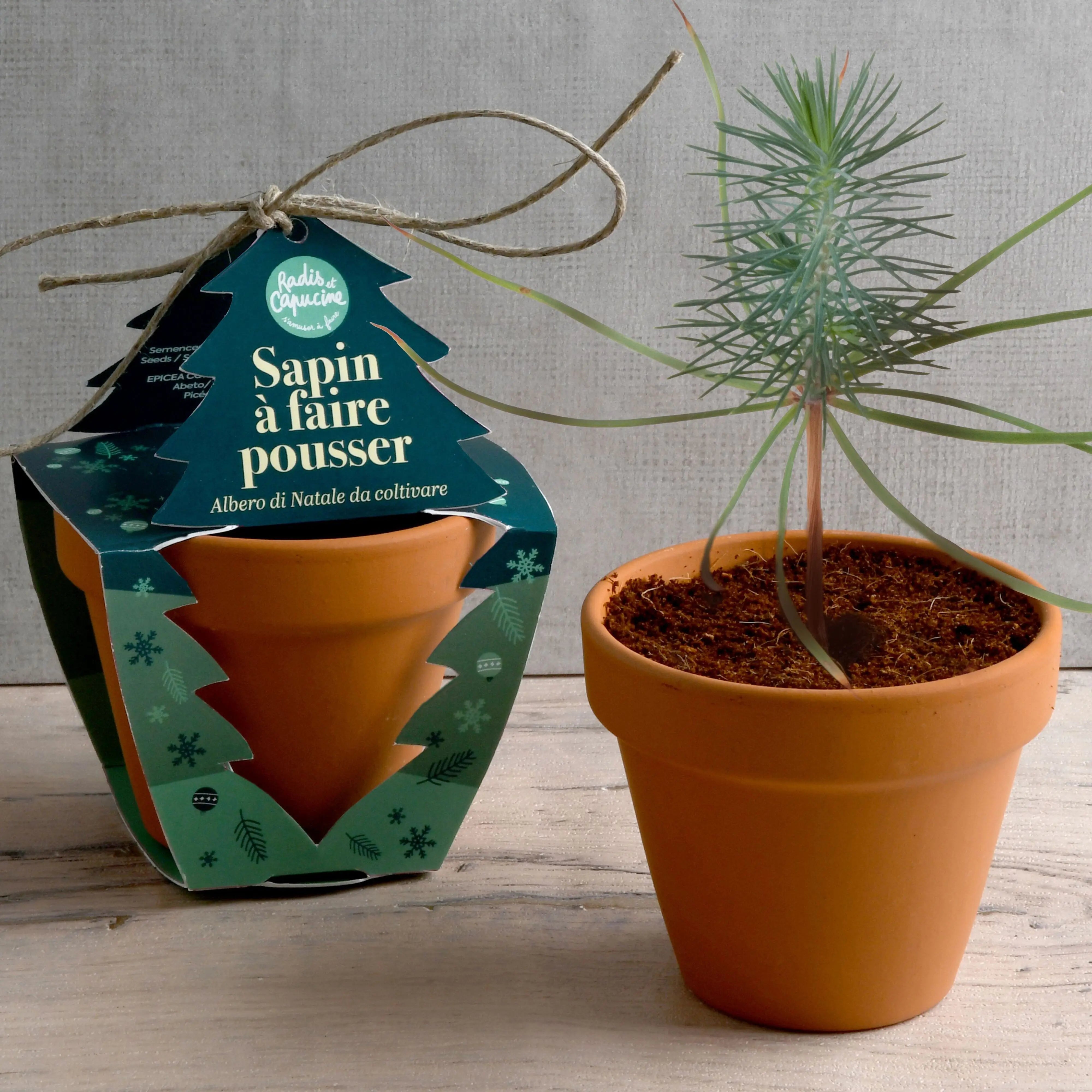 Kit de plantation de mini sapin de Noël